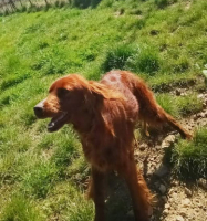 Adopter  chien : Saba