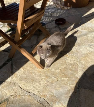 Adopter Mimine et razmoket