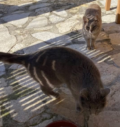 Adopter Mimine et razmoket