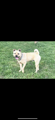 Adopter Rox