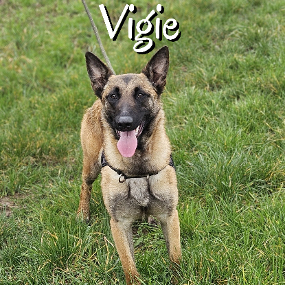Adopter Vigie