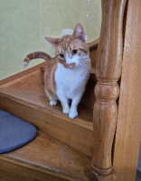 Adopter  chat : Xena