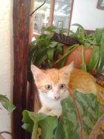 Adopter  chat : Bubble