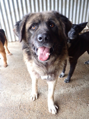 Adopter Preston