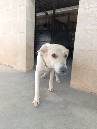 Adopter Africa