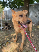 Adopter  chien : Eden