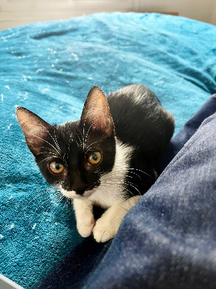 Adopter Speedy