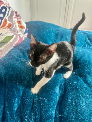 Adopter Speedy
