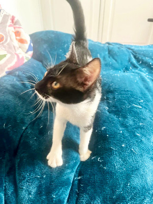 Adoption Speedy