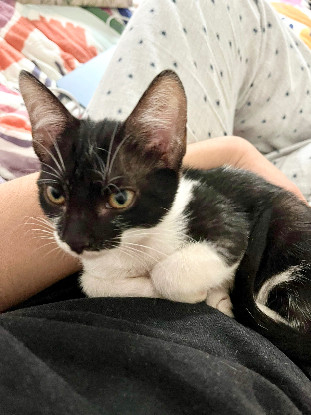 Adoption Speedy