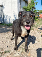 Adopter  chien : Merlin