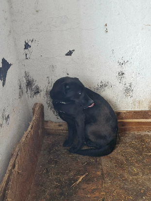 Adopter Scoubidou