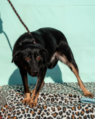 Adopter Hachiko