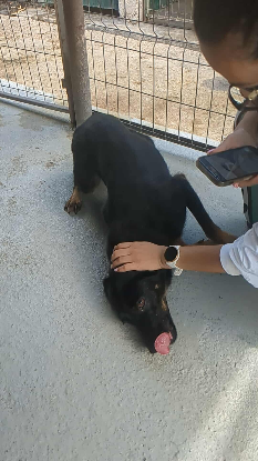 Adopter Hachiko
