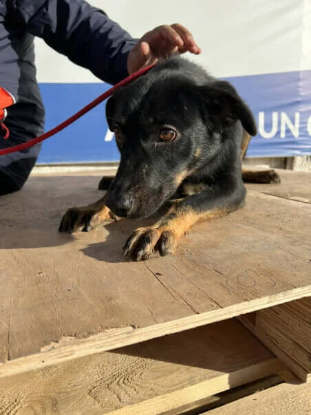 Adoption Hachiko