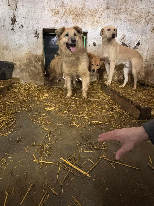 Adoption Timon