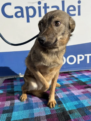 Adopter Esmée