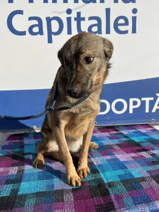 Adopter Esmée