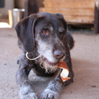 Adopter  chien : Dana