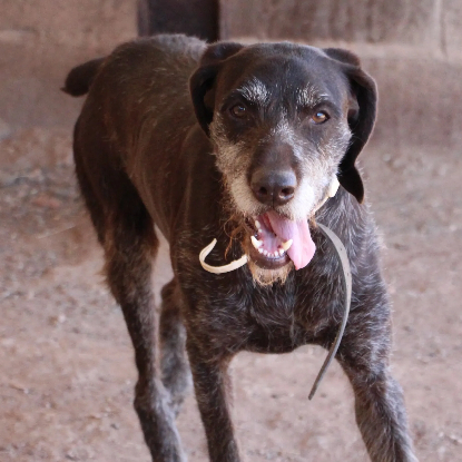Adoption Dana