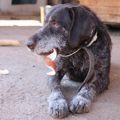 Adopter Dana