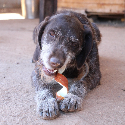 Adopter Dana