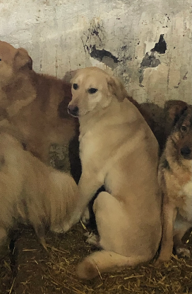 Adopter Pumba