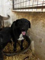 Adopter  chien : Kairos