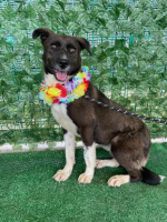 Adopter  chien : Loïs