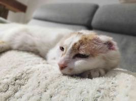Adopter  chat : Amaya