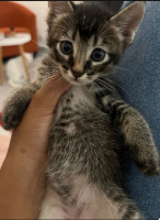 Adopter  chat : Boups