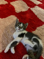 Adopter  chat : Mimir