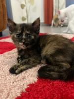 Adopter  chat : Mily