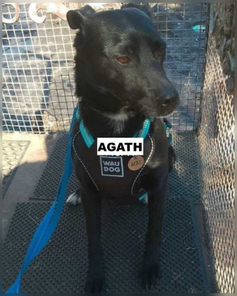 Adopter Agath