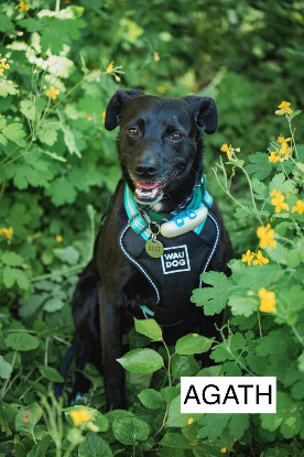 Adoption Agath