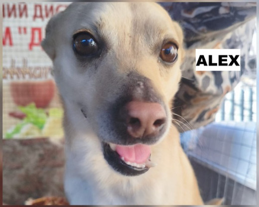 Adopter Alex