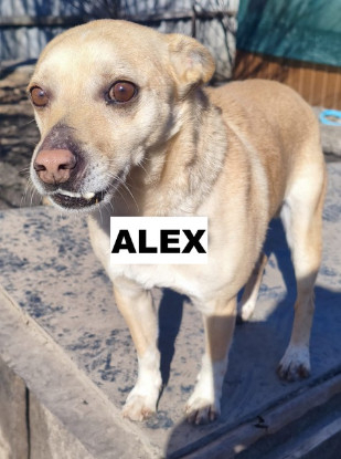 Adopter Alex