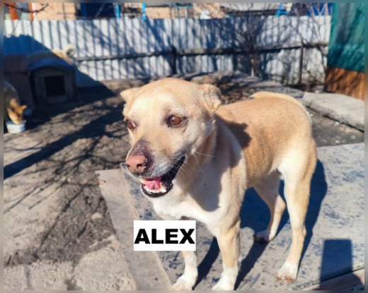 Adopter Alex