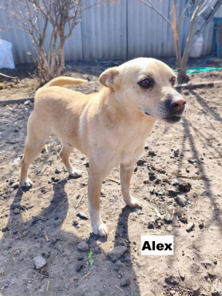 Adoption Alex