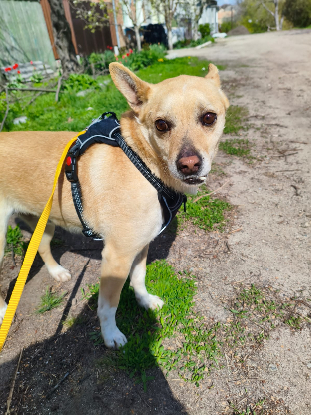 Adopter Alex