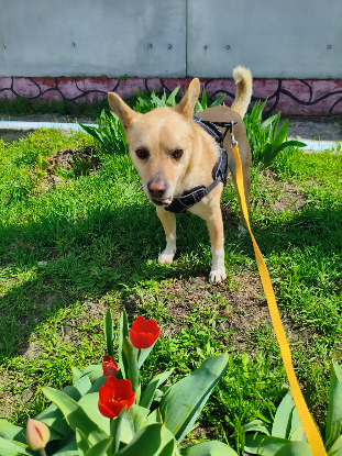 Adopter Alex