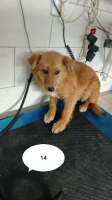 Adopter  chien : Elvane