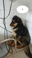Adopter  chien : Olyne