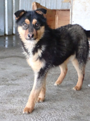 Adopter Olyne