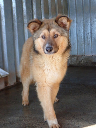 Adopter Liorah