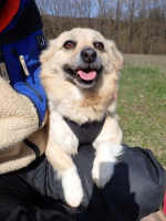 Adopter  chien : Zephira