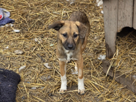 Adopter  chien : Solka