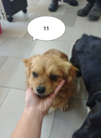 Adopter  chien : Ancolie
