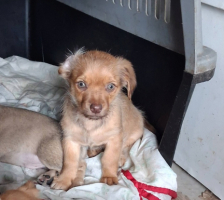 Adopter  chien : Mioura