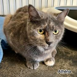 Adopter Athena